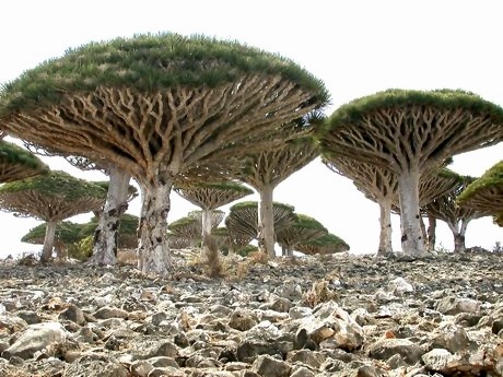 Yemen